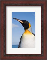 Framed South Georgia, St Andrews Bay, King Penguin rookery