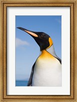 Framed South Georgia, St Andrews Bay, King Penguin rookery
