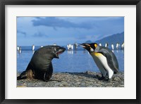 Framed South Georgia, St Andrews Bay, King Penguins, Fur Seal