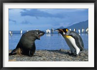 Framed South Georgia, St Andrews Bay, King Penguins, Fur Seal