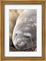 Framed Southern Elephant Seals, Antarctica