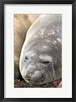 Framed Southern Elephant Seals, Antarctica