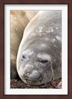 Framed Southern Elephant Seals, Antarctica
