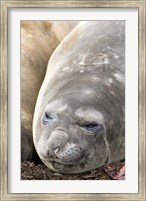 Framed Southern Elephant Seals, Antarctica