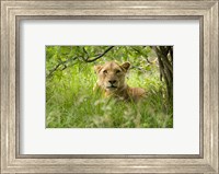 Framed South African Lioness, Hluhulwe, South Africa
