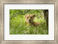 Framed South African Lioness, Hluhulwe, South Africa