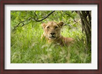 Framed South African Lioness, Hluhulwe, South Africa