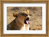 Framed South Africa, Madikwe GR, Lion yawns in African sun