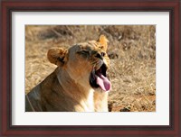 Framed South Africa, Madikwe GR, Lion yawns in African sun