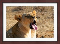 Framed South Africa, Madikwe GR, Lion yawns in African sun