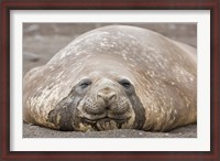 Framed South Shetland Islands, Southern elephant seal
