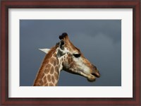 Framed South African Giraffe, Giraffa camelopardalis Kruger NP, South Africa
