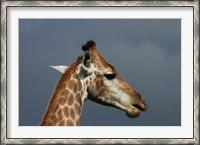 Framed South African Giraffe, Giraffa camelopardalis Kruger NP, South Africa
