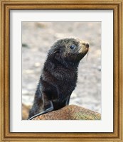 Framed Close up of fur seal pup