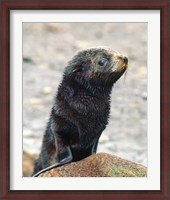 Framed Close up of fur seal pup