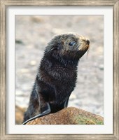 Framed Close up of fur seal pup