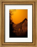 Framed Southern Giraffe and Acacia Tree, Moremi Wildlife Reserve, Botswana