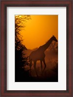 Framed Southern Giraffe and Acacia Tree, Moremi Wildlife Reserve, Botswana