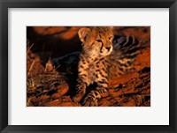 Framed South Africa, Kalahari Desert. King Cheetah