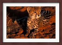 Framed South Africa, Kalahari Desert. King Cheetah