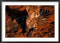 Framed South Africa, Kalahari Desert. King Cheetah