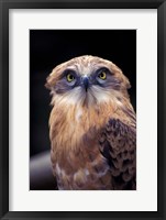 Framed South Africa. Spotted Eagle Owl (Bubo africanus)