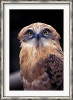 Framed South Africa. Spotted Eagle Owl (Bubo africanus)