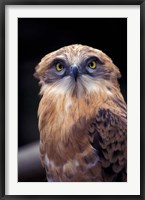 Framed South Africa. Spotted Eagle Owl (Bubo africanus)