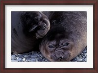Framed Southern Elephant Seal, South Georgia Island, Antarctica