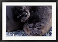 Framed Southern Elephant Seal, South Georgia Island, Antarctica