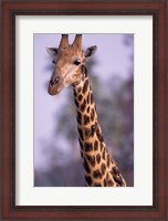 Framed Southern Giraffe, South Africa