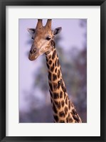 Framed Southern Giraffe, South Africa