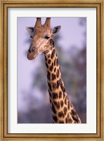 Framed Southern Giraffe, South Africa