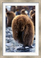 Framed South Georgia Island. King Penguin youth