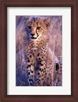 Framed South Africa, Phinda Reserve. King Cheetah