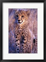 Framed South Africa, Phinda Reserve. King Cheetah
