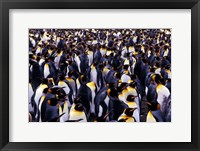 Framed South Georgia Island, King Penguins