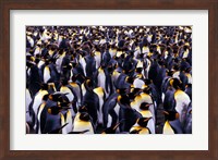 Framed South Georgia Island, King Penguins