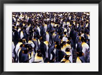 Framed South Georgia Island, King Penguins