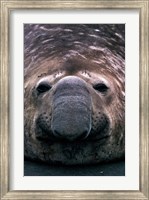 Framed South Georgia Island, Southern Elephant Seal