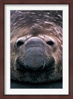 Framed South Georgia Island, Southern Elephant Seal