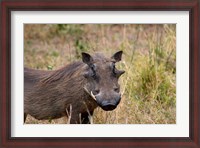 Framed South Africa, KwaZulu Natal, warthog wildlife