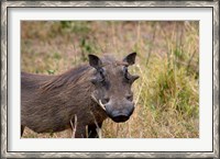 Framed South Africa, KwaZulu Natal, warthog wildlife