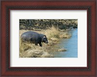 Framed South Africa, KwaZulu Natal, Wetlands, hippo