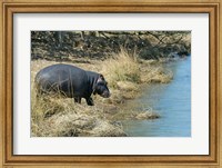 Framed South Africa, KwaZulu Natal, Wetlands, hippo