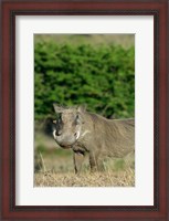 Framed South Africa, KwaZulu Natal, Zulu Nyala GR, Warthog