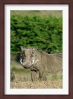 Framed South Africa, KwaZulu Natal, Zulu Nyala GR, Warthog