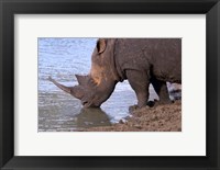 Framed South Africa, KwaZulu Natal, Zulu Nyala, White Rhino