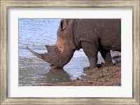 Framed South Africa, KwaZulu Natal, Zulu Nyala, White Rhino