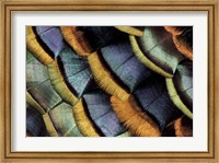 Framed South American Ocellated Turkey